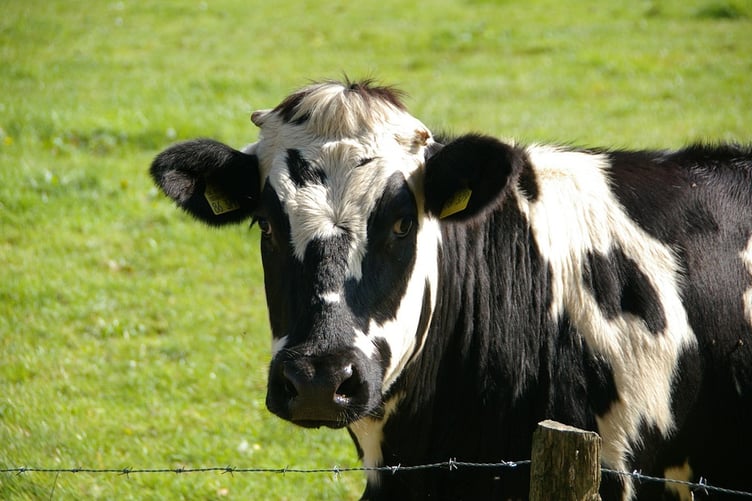 cows