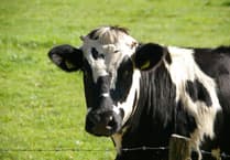 Dairy farm building approval in Pembrokeshire