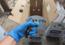 Kilgetty man's illegal bird caper in Tenby results in ban