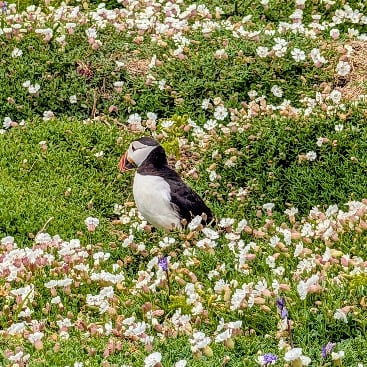 Pembrokeshire puffin, photographed in 2026