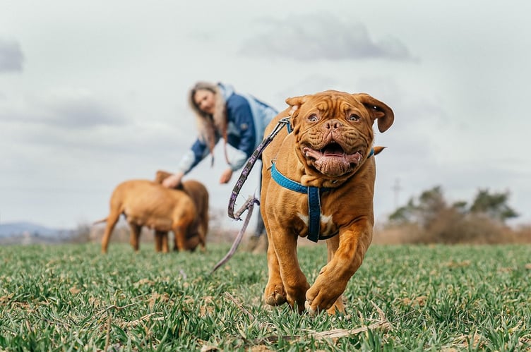 A proposed temporary dog exercise area in Pembrokeshire has been rejected by planners