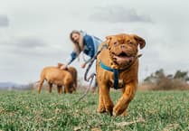 Pembrokeshire dog exercise area proposal refused again