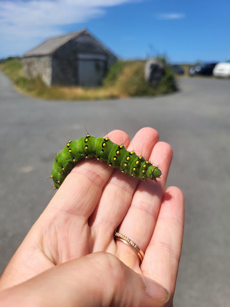 Doctor Beynon’s Bug Farm Ltd, Lower Harglodd, St Davids
