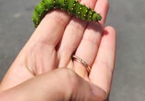 Pembrokeshire Bug Farm's exciting expansion