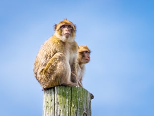 New Barbary macaques at Folly Farm