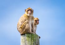 Folly Farm welcomes new Barbary macaques