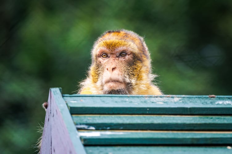 Macaques are quite vocal when there's anything they're unhappy with