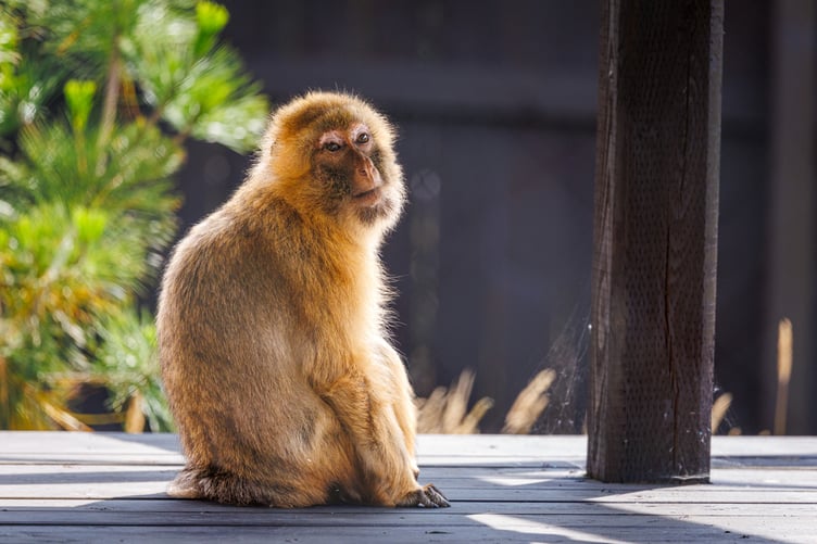 Barbary macaques are an endangered species due to deforestation, the pet trade and human interference