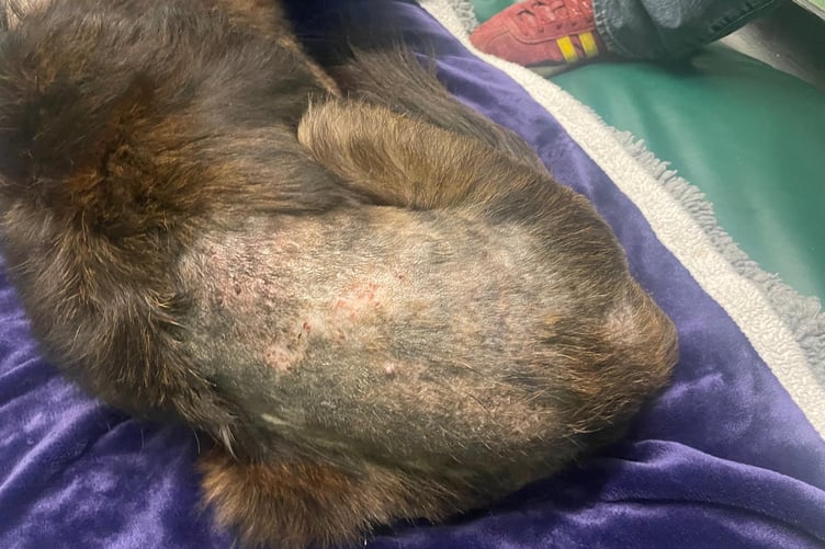 Cora pictured after being treated