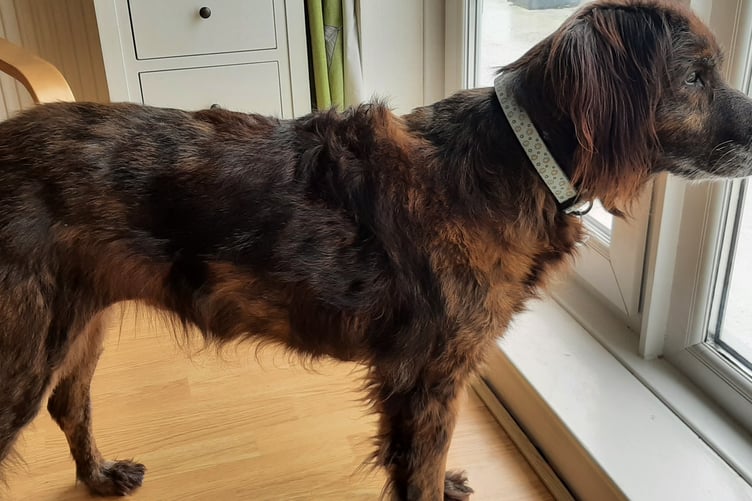 Cora is recovering well and receiving ongoing care with Hope Rescue in Llanharan