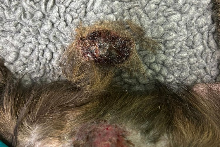 Picture of Cora's wounds taken by vets before treatment