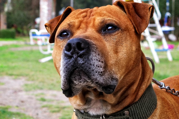 Stock image of a Pit Bull dog