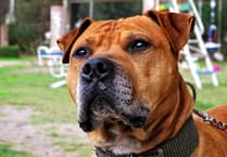 Pembroke Dock woman in Dangerous Dog trial