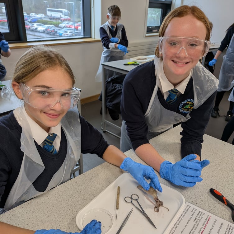 Squid dissection with Ysgol Caer Elen
