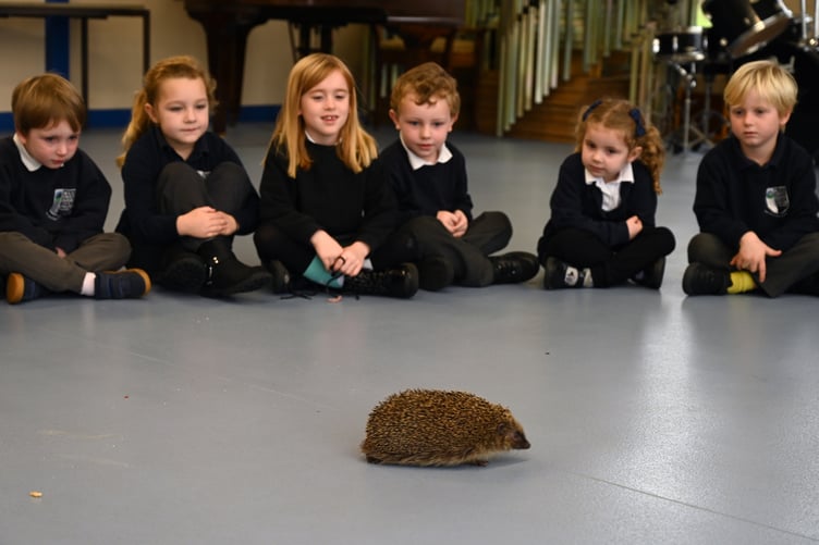 Roch pupils with hedgehog from Pembrokeshire Hogspital