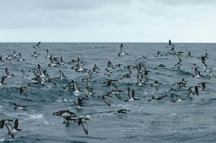 chris gomersall, coasts, ecotourism, hebrides, isles, mull, raft, seas
Flock of manx shearwaters (Puffinus puffinus) taking flight near Ardnamurchan Point. July 2011.