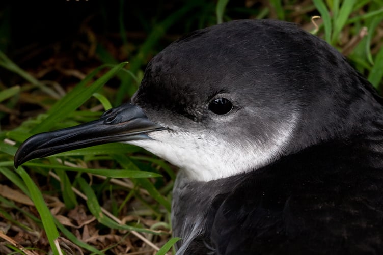 Bird, Coastal, Manxie, Manx shearwater, Seabird, Skomer Island