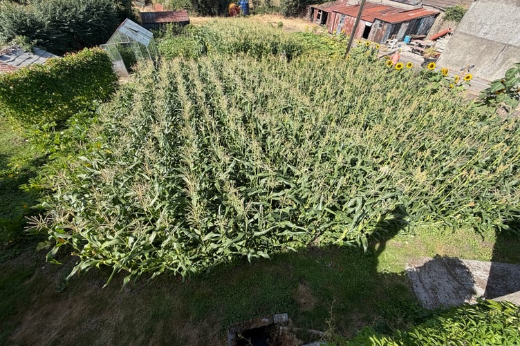 Cllr Andrew Stevens' beef farm also does some 'pick your own', pictured here (pic supplied and free for use for wire partners)