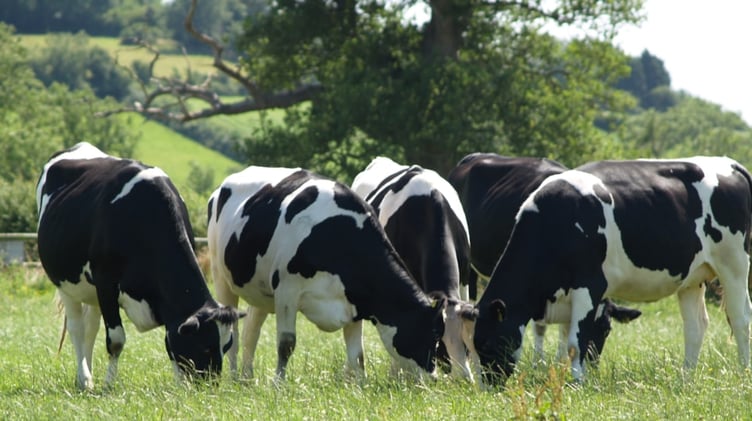 Two pilot projects helping farmers and vets to tackle bovine tuberculosis are being extended