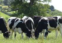 Pembrokeshire and North Wales projects extended in fight against bovine TB