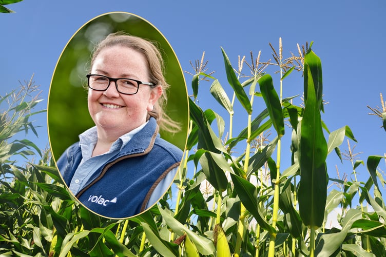 Amanda Clements from Volac advises getting into the fields to assess the maize crop, rather than relying on the harvesting calendar.