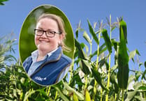 Farmers encouraged to assess maize crops now for harvest readiness