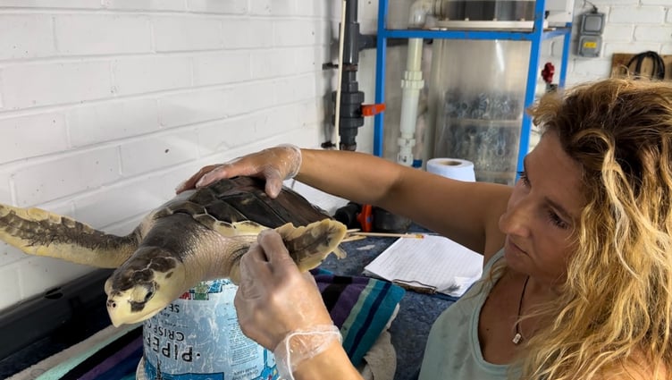 Frankie Hobro Owner and Director of Anglesey Sea Zoo carrying out a health inspection on Rhossi in May 2025