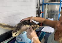 Sea turtle's rescue flight to Texas begins