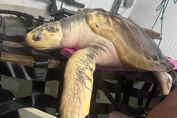 Rhossi being weighed and measured and inspected for his Fit to Fly certification on August 2 2026. Now a weighing over 20 kg and a length of 77 cm (1)