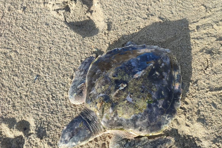 Rhossi the critically endangered Kemp's ridely turtle when he was found cold stunned on Traeth Llydan,Rhosneigr, Anglesey on 13th December 2023 weighing less than 1kg
