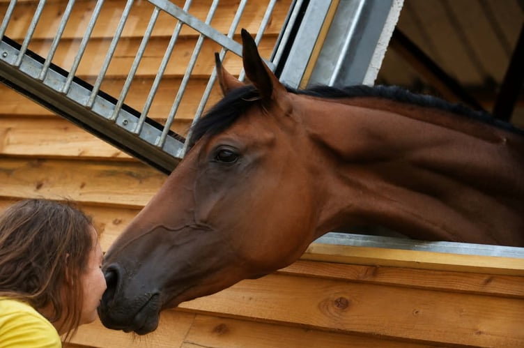 Redberth Croft CIC is raising funds for specialist surgery to improve the life of a Thoroughbred mare, Rose