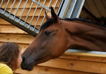 Help Rose the Thoroughbred at Redberth Croft