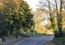Councillor urges Tenby tree trimming to restore street light visibility