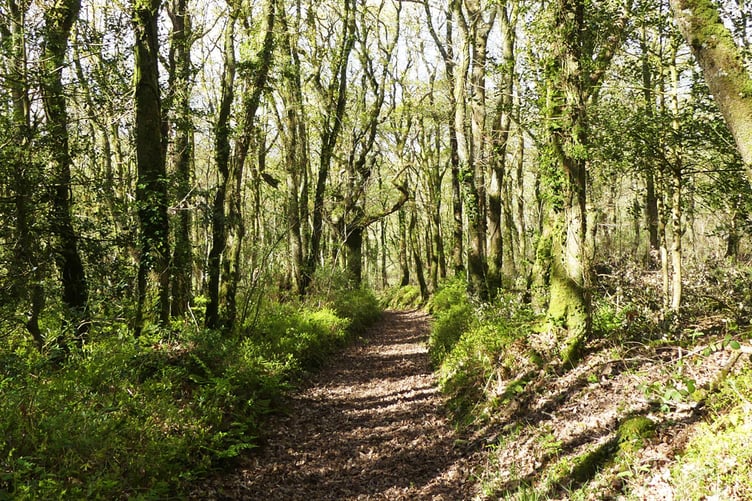 Pengelli Forest