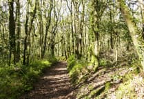 Free Pembrokeshire woodland retreat offers menopause sanctuary