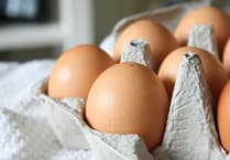 Salmonella outbreak raises safety questions