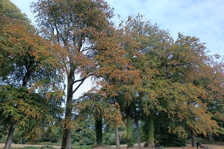 Beech trees in Swansea's Singleton Park, turning brown in August