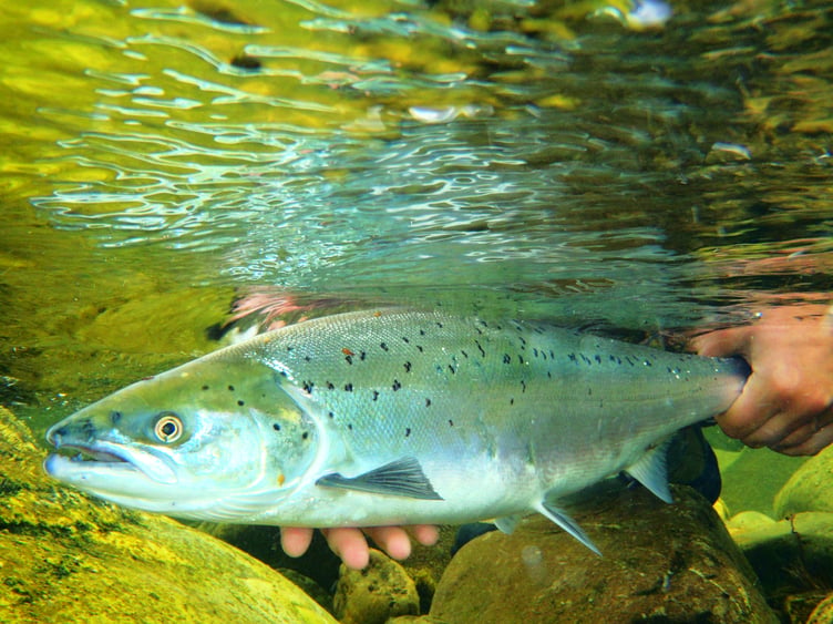A salmon being released (pic by David Mee and free for use for wire partners)