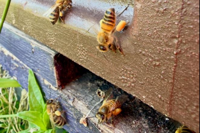 Honeybees in a hive owned by Gruffydd Rees (pic Gruffydd Rees and free for use for wire partners)