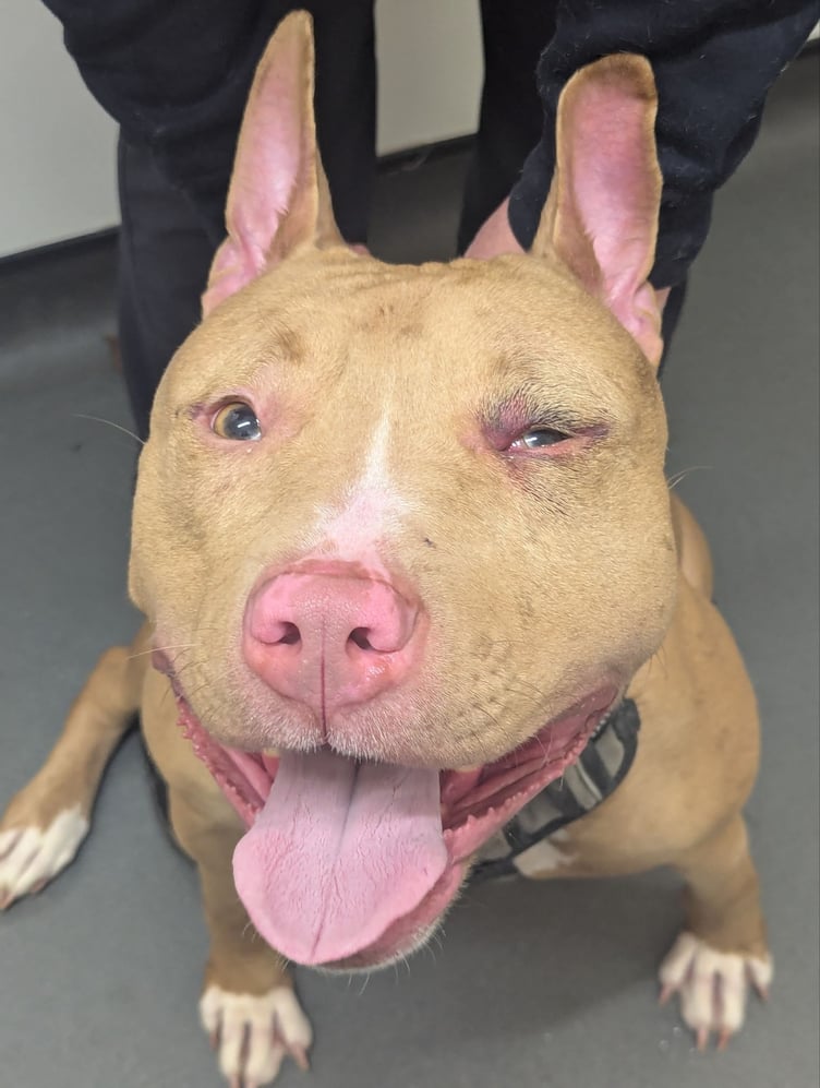Earlier this month a court in South Wales heard that Narla (pictured) had facial injuries which were “consistent with the mechanism of being punched with force” to the left side of the head.