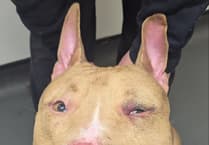 Disturbing rise in animal beatings across Wales