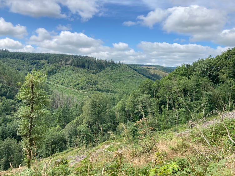 The Brechfa Forest, Carmarthenshire (pic by Richard Youle and free for use for wire partners)