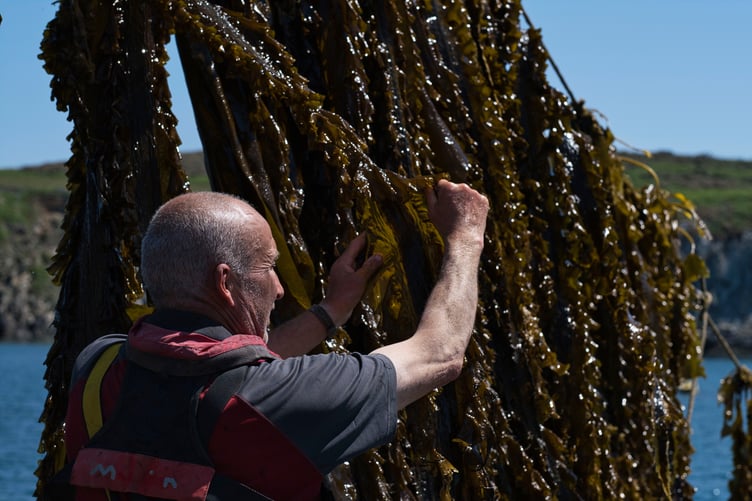 seaweed