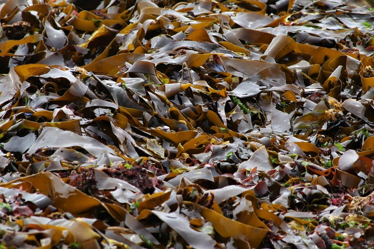 seaweed festival