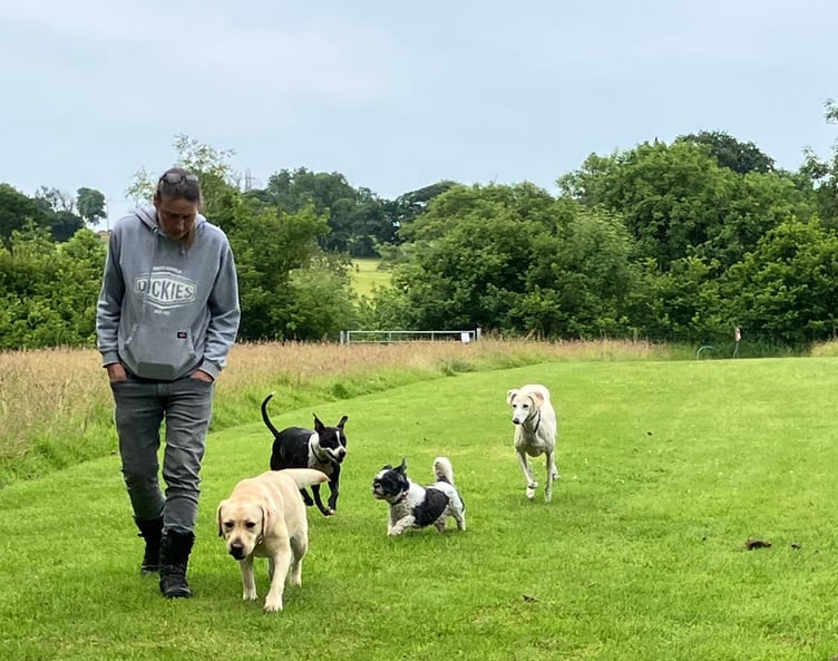 An appeal against a national park refusal of a secure dog exercise field business at Millcombe, near Cosheston has succeed. Picture: Cosheston Dog Services.