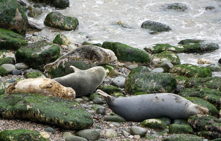 A four-week consultation opens on 21 September seeking views on new measures to protect seals and hares