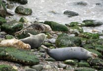 Have your say on new protections for seals and hares across Wales