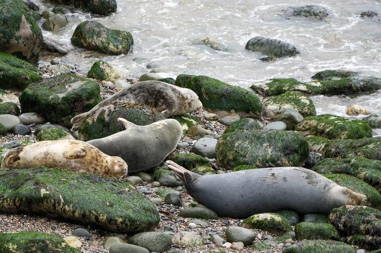 A four-week consultation opens on 21 September seeking views on new measures to protect seals and hares
