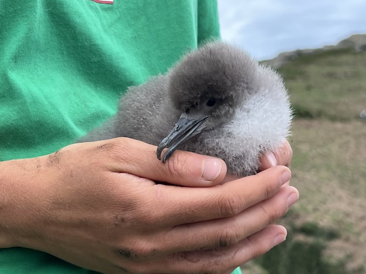 Manx shearwater chick