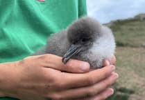 Nocturnal lives of Manx shearwaters explored
